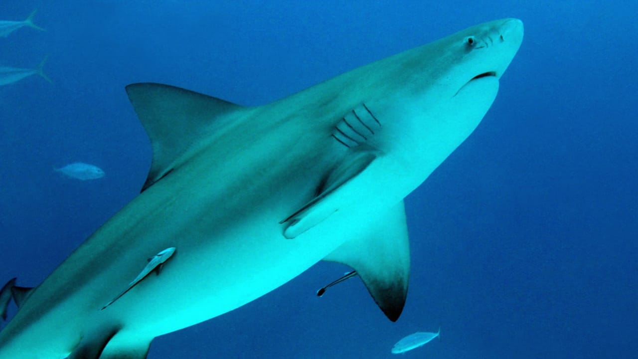 The 10 Most Dangerous Sharks Lurking in Our Oceans - Bull Shark dp25491589