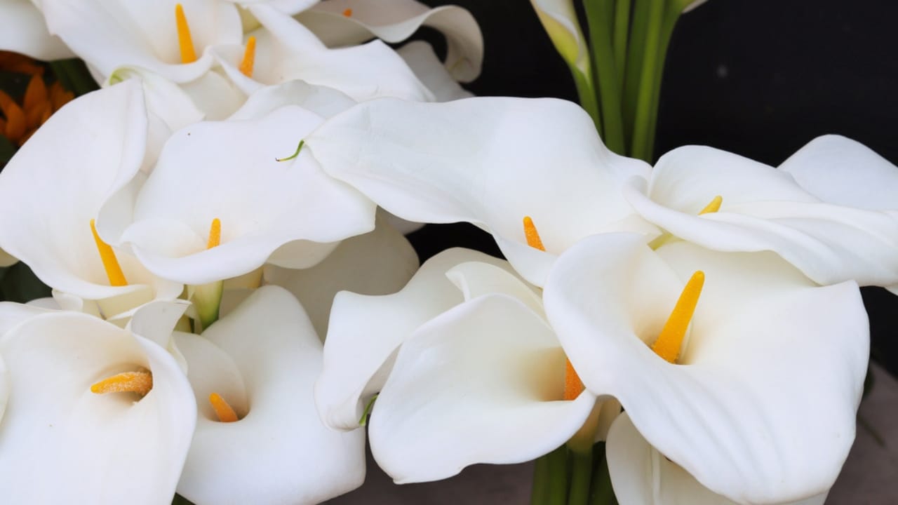 The Secret to Enjoying Calla Lily Blooms All Summer Long - Calla flowers ss1993649876