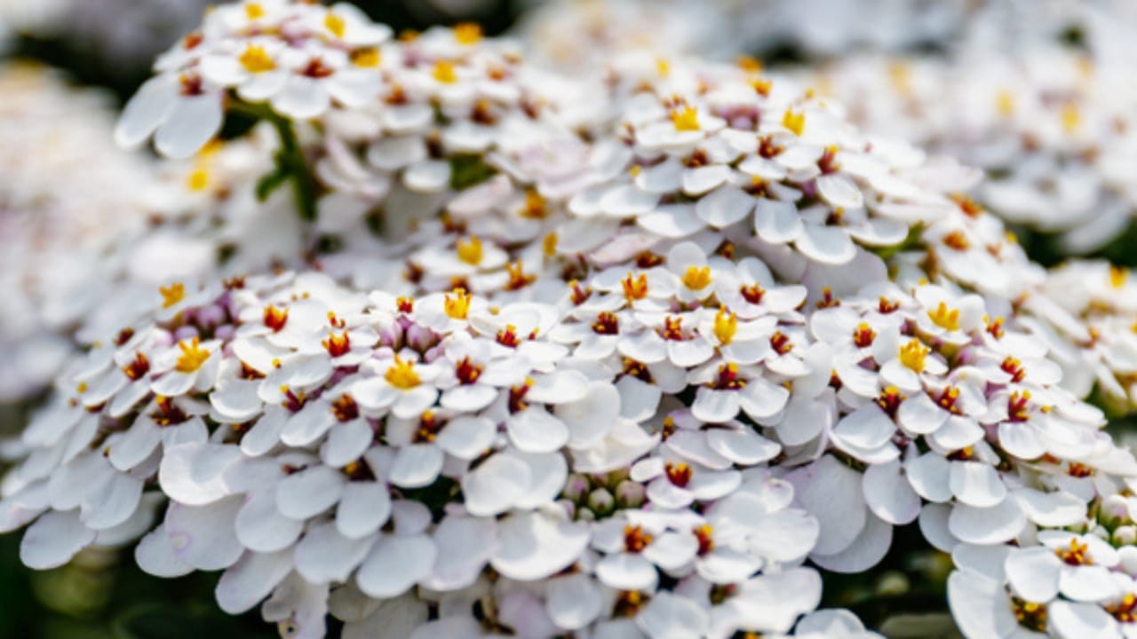 15 Bee-Friendly Ground Covers to Attract Pollinators & Hummingbirds - Candytuft flower ss1467922625