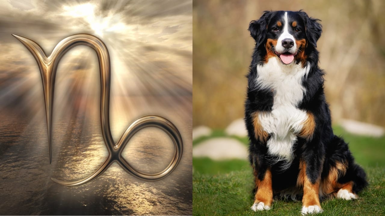 The Best Pets for Each Zodiac Sign: Your Perfect Companion - Capricorn Symbol dp148423689 Bernese Mountain Dog dp45122357