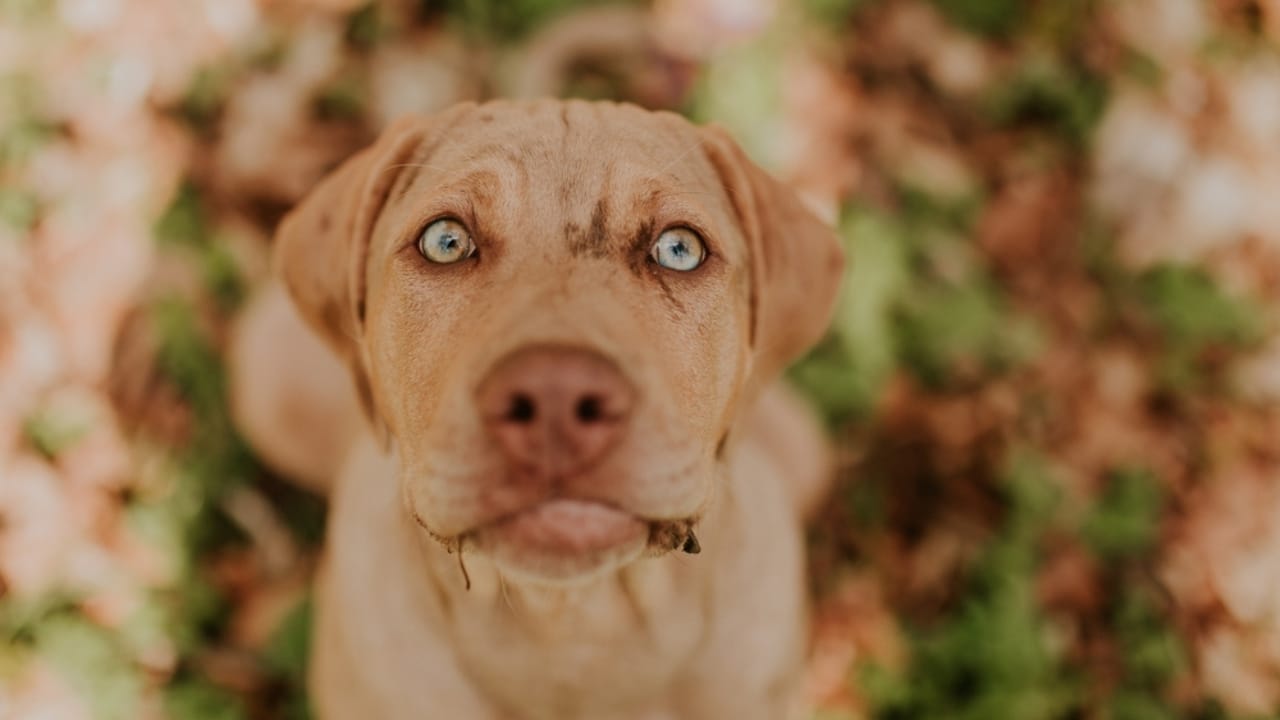 10 Reasons the Catahoula Leopard Dog is Unlike Any Other Breed - Catahoula Leopard dog ss2458078737