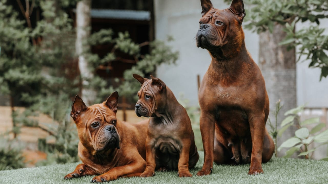 11 Magnificent Dog Breeds You Probably Didn’t Know Came from China - Chinese Chongqing Dog ss1709771362