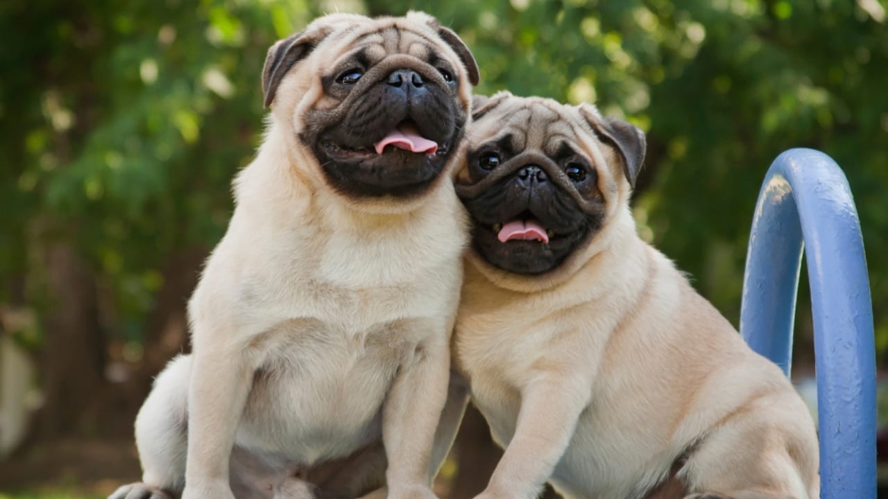 11 Magnificent Dog Breeds You Probably Didn’t Know Came from China - Chinese Pug ss1584752311