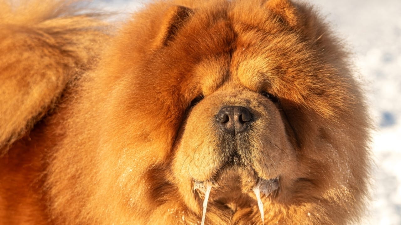 11 Magnificent Dog Breeds You Probably Didn’t Know Came from China - Chow Chow ss2487560659