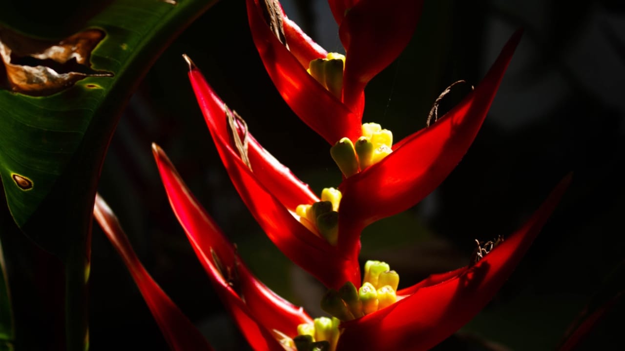 Master the Art of Growing Exotic Christmas Heliconia Plants Indoors - Christmas Heliconia ss1870120600