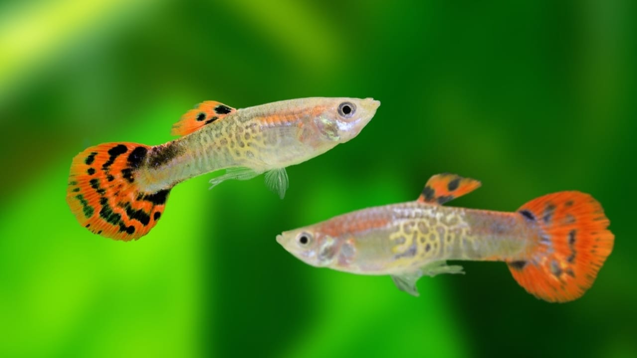 15 Beautiful Guppy Varieties to Brighten Your Aquarium - Cobra Guppies ss2481443981