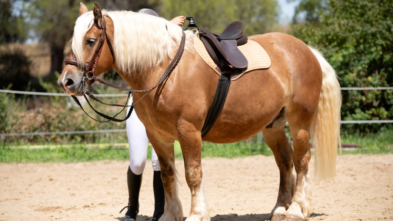 The 15 Strongest Horse Breeds & Their Remarkable Abilities - Comtois dp301042314