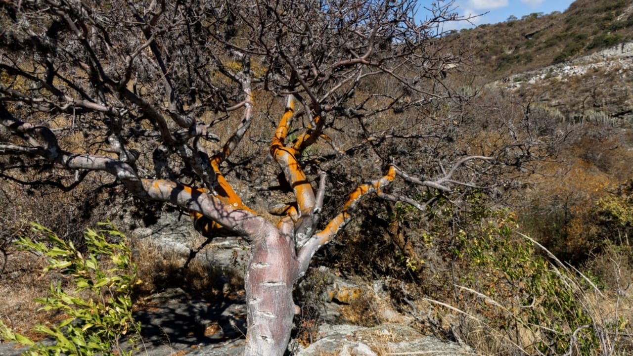 13 Plants with Deep Spiritual Meaning in Native American Cultures - Copal Tree or Busera Tree ss2244856059