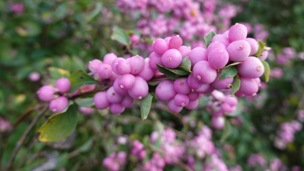 23 Flowering Plants & Herbs That Offer Food for Birds - Coralberry ss2061703559