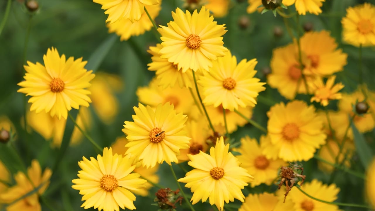 Want Twice as Many Perennials Next Year? Divide These 11 Varieties in September - Coreopsis grandiflora. Yellow large flowered tickseeds ss2480659019