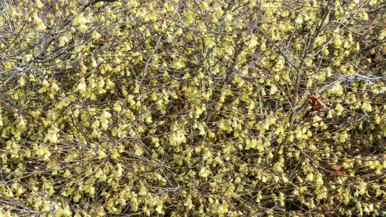 12 Shade-Loving Shrubs That Burst into Bloom During Fall & Winter - Corylopsis pauciflora dp692109686
