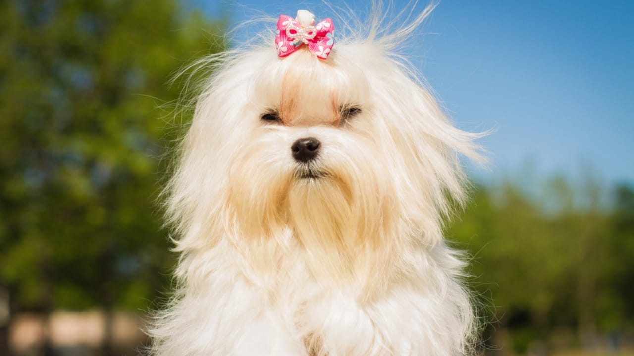 8 Rare Maltese Colors & Patterns You’ve Probably Never Heard Of - Cream colored Maltese dog dp95655726