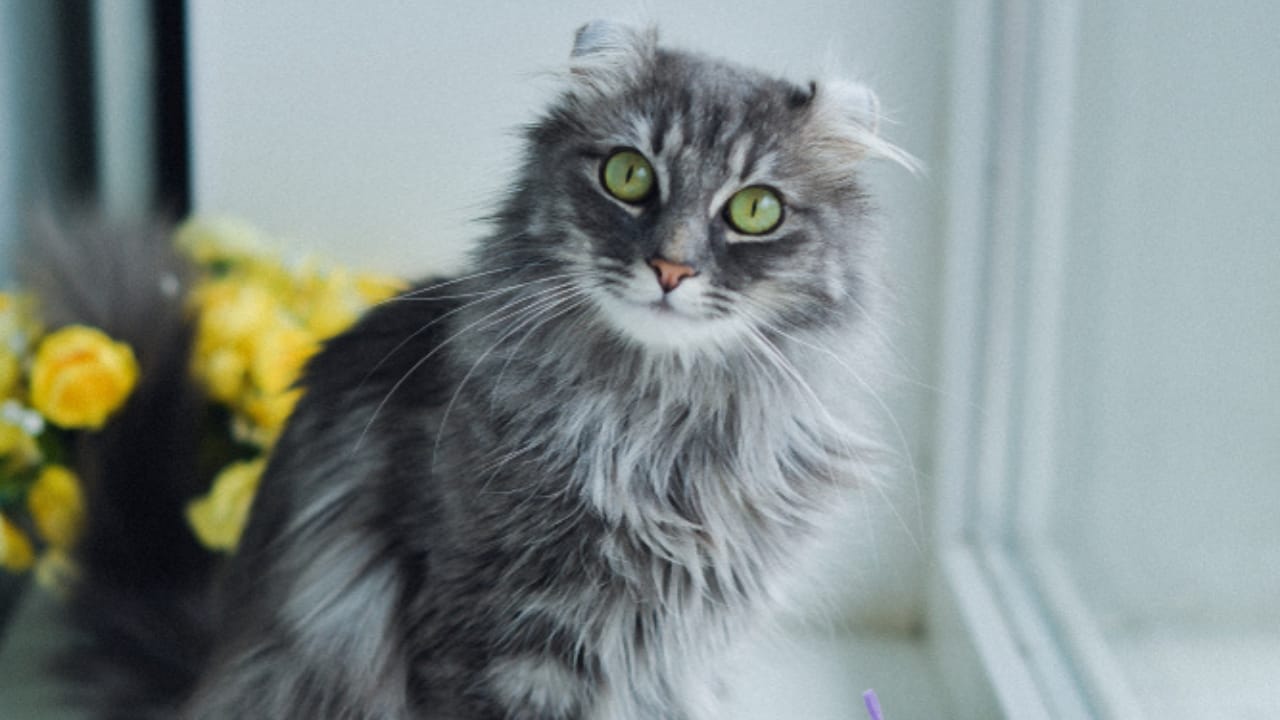 Curled Ears, Straight-Up Charm, The American Curl Might Be Your Purrfect Match - Cute American curl ss1327206020