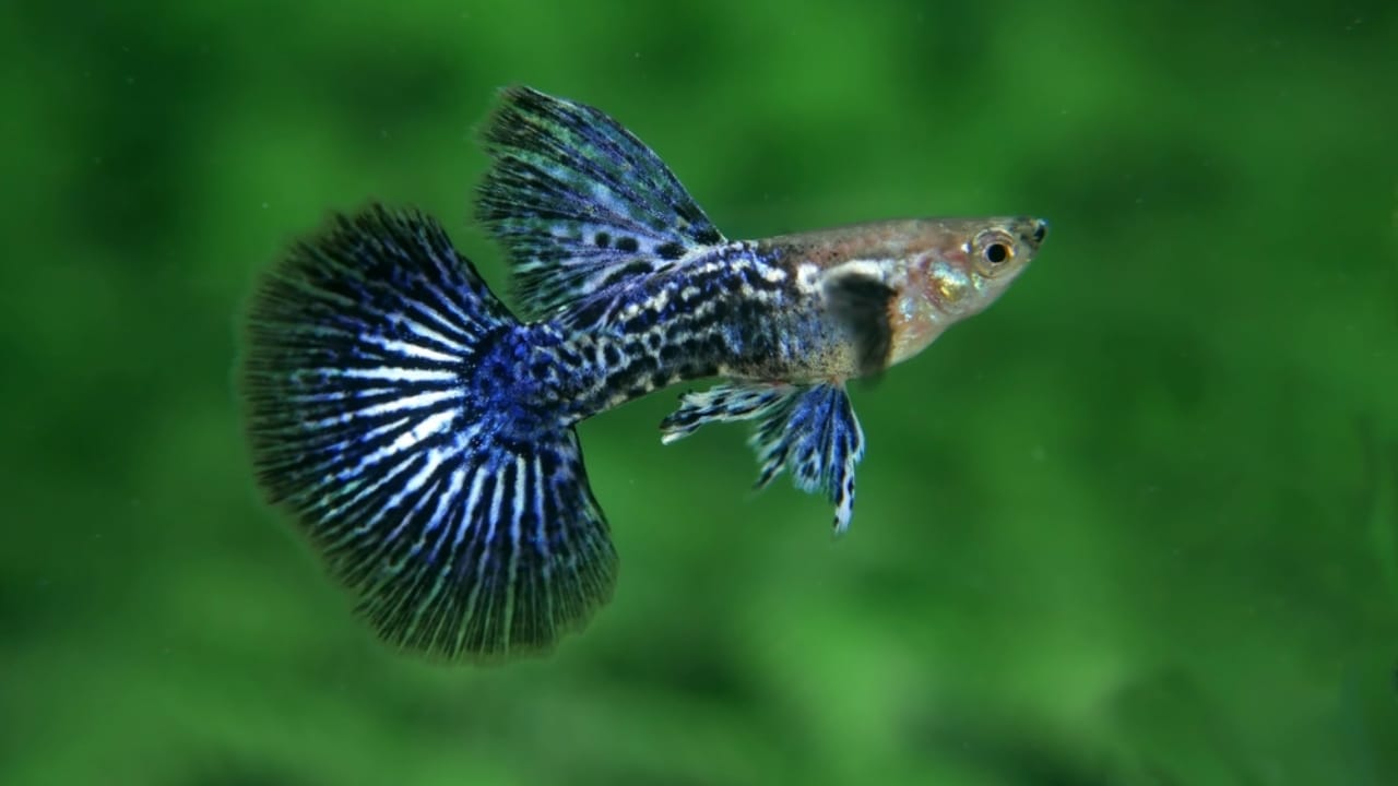 15 Beautiful Guppy Varieties to Brighten Your Aquarium - Dragon Guppie ss2398750021
