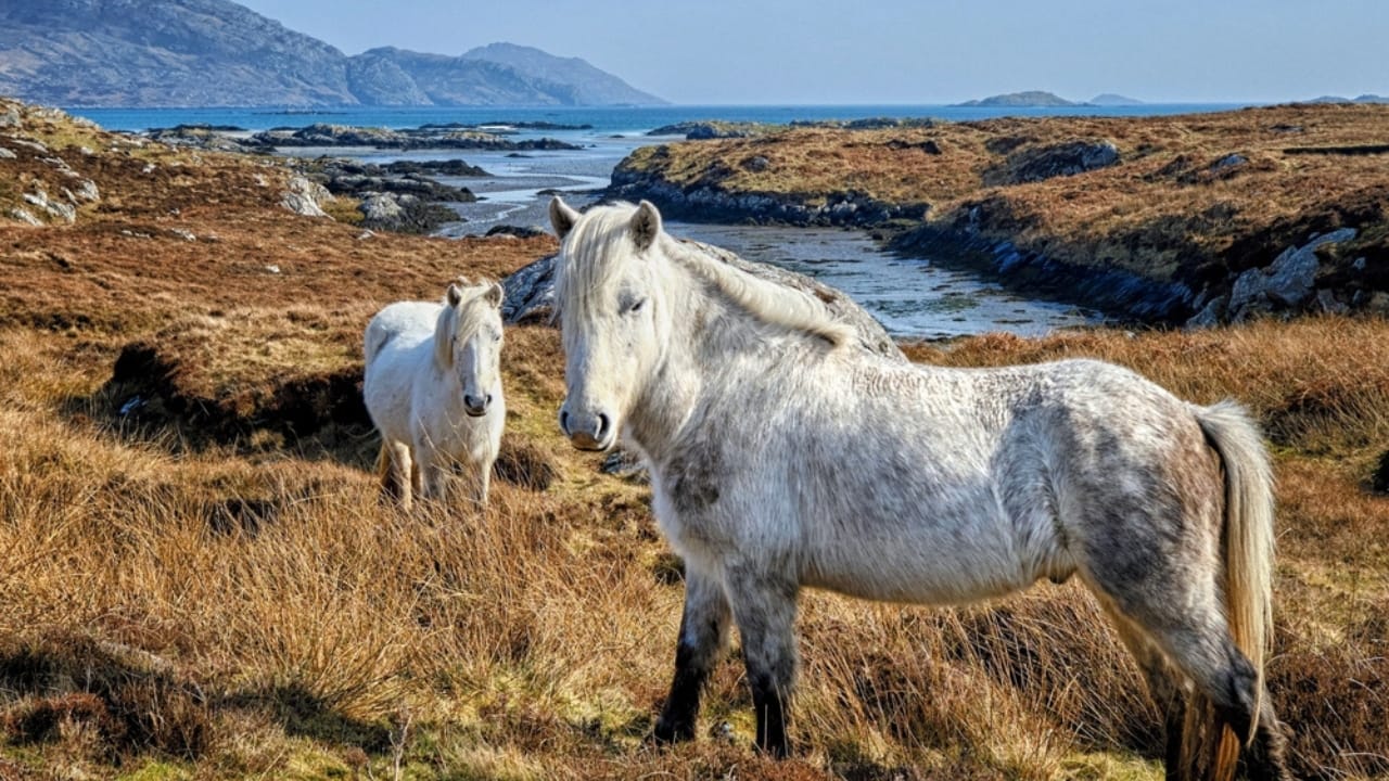 15 of the Rarest Horse Breeds You’ll Ever Encounter - Eriskay Pony ss2214350483