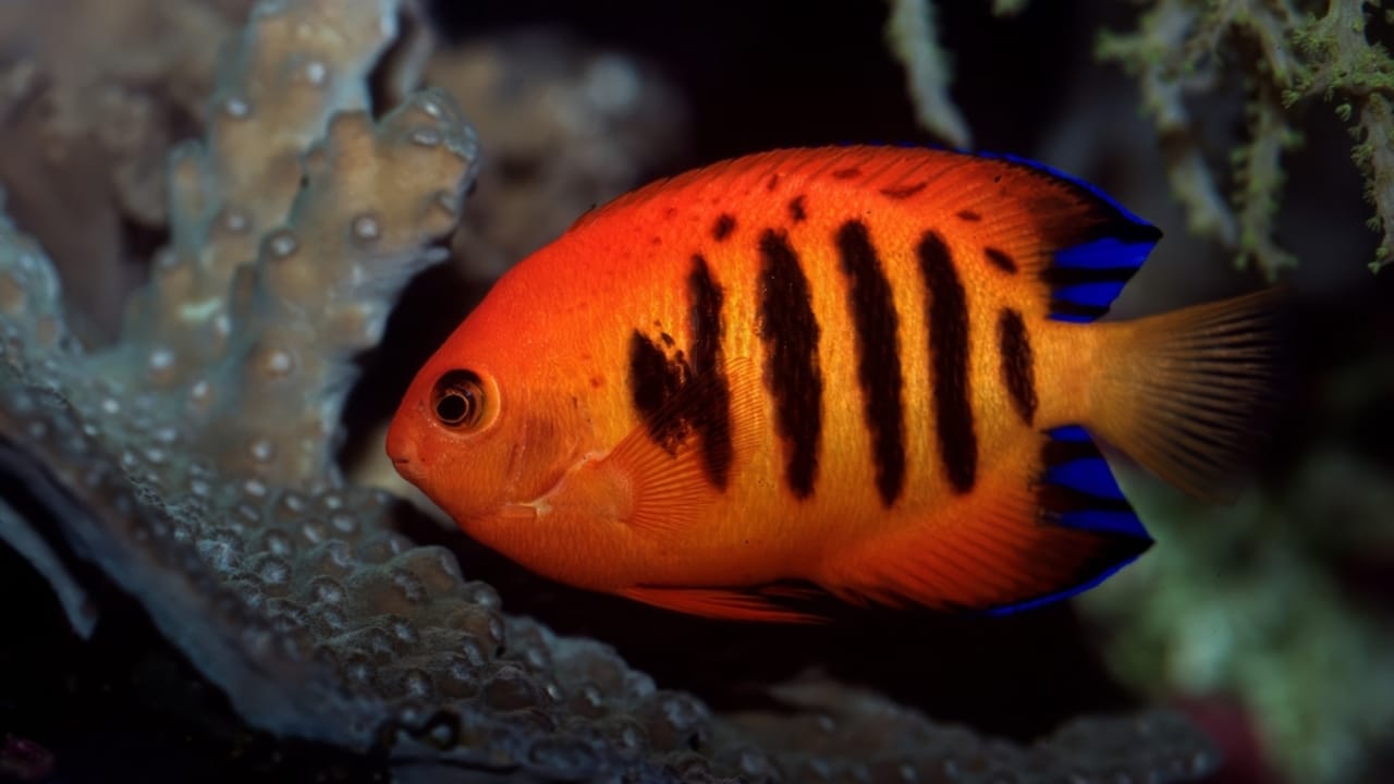 15 of the World's Prettiest Fish Species - Flame Angelfish ss2486134033