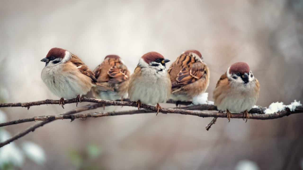 Make Your Backyard Irresistible to Sparrows with Native Plants - Flock of small bird sparrow ss1884532468