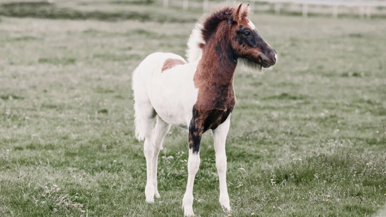 50+ Horse Terms & Slang Every Equestrian Should Know - Foal dp187663918