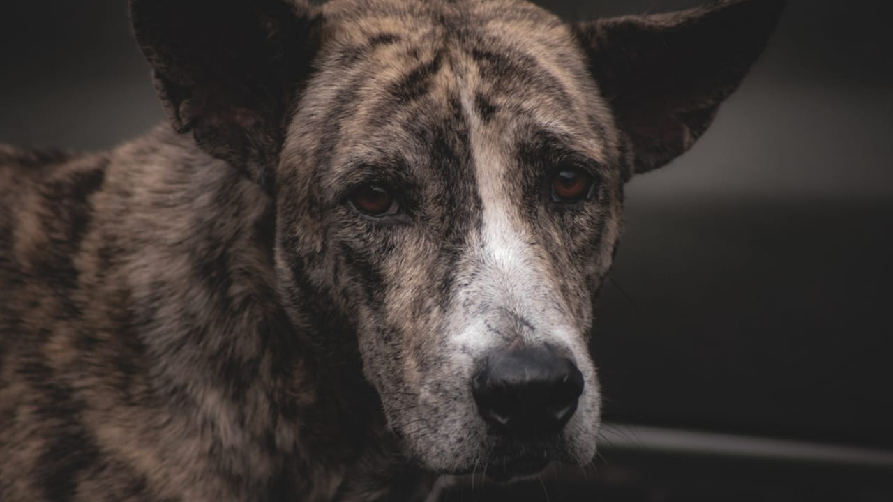 11 Magnificent Dog Breeds You Probably Didn’t Know Came from China - Formosan Mountain Dog ss2419893257