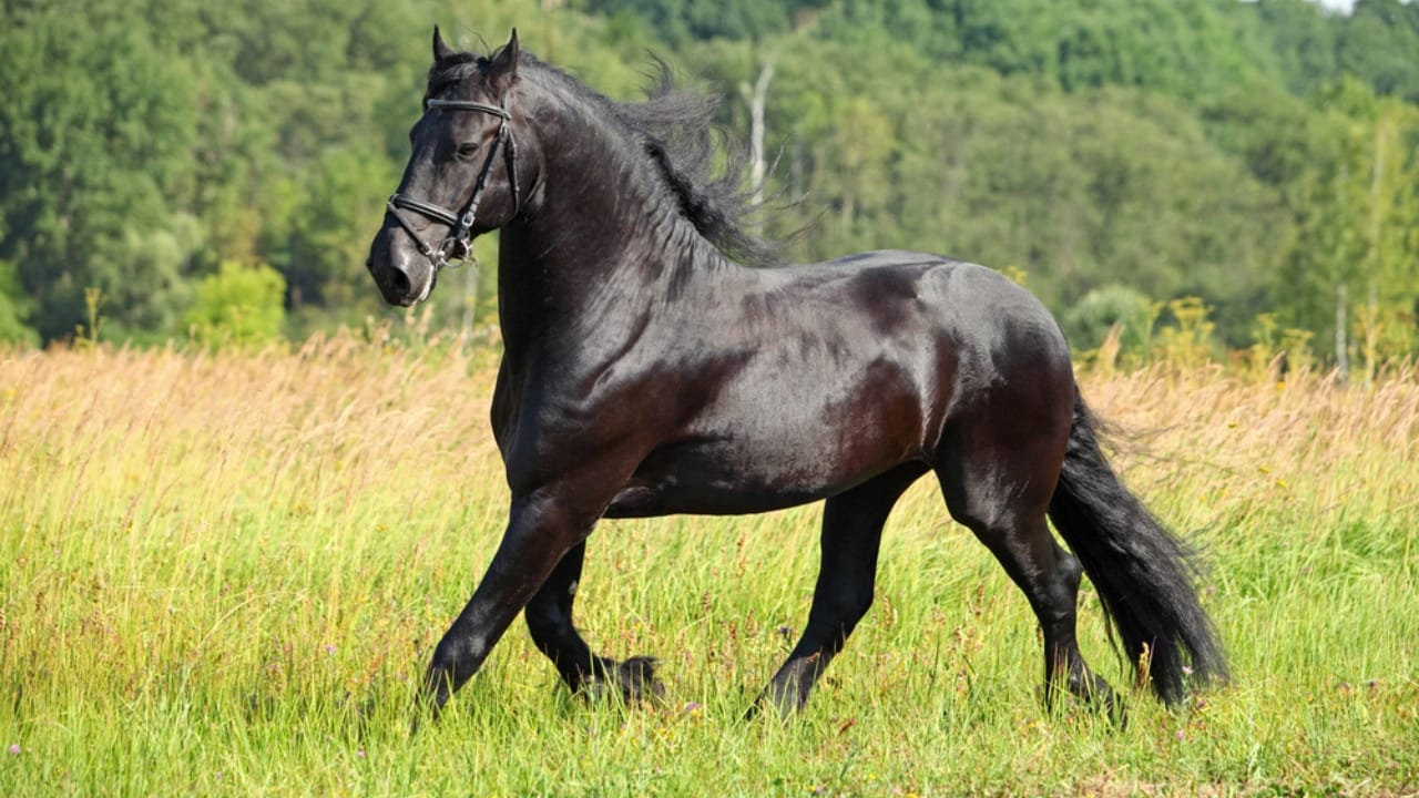 The Top 10 Most Dangerous Horse Breeds You Should Watch Out For - Friesians dp421950190