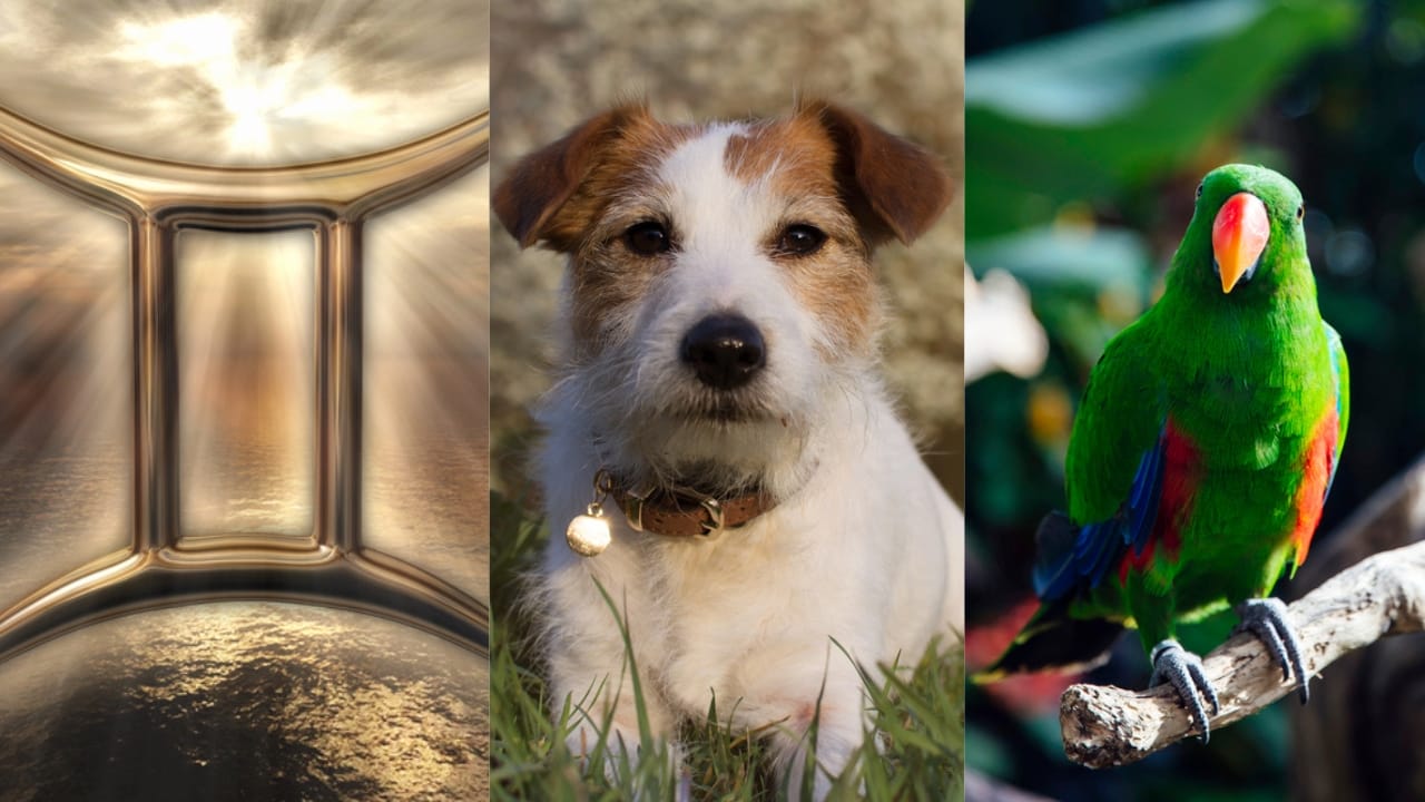 The Best Pets for Each Zodiac Sign: Your Perfect Companion - Gemini Symbol dp148423925 Jack Russell Terrier dp249431840 Parrot dp296352694