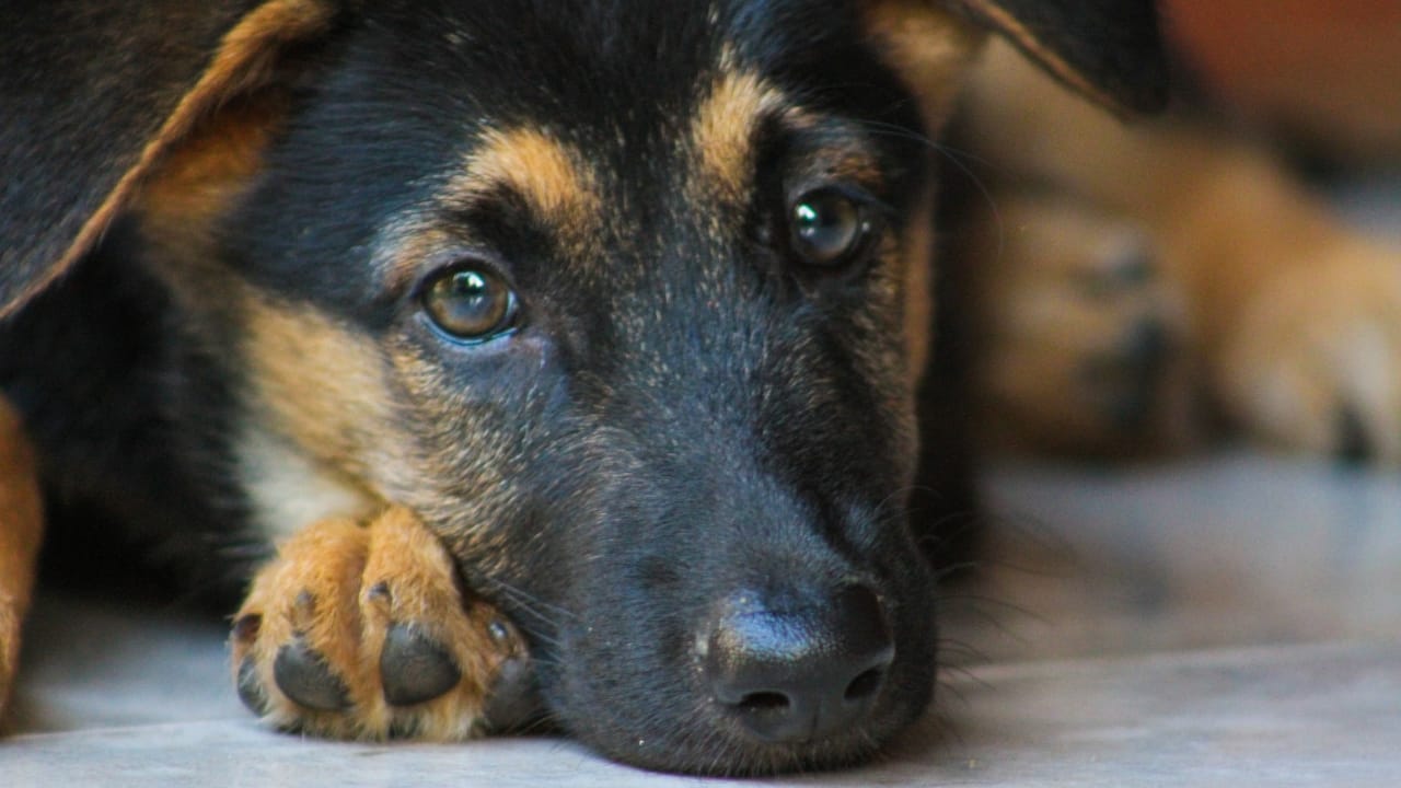 German Shepherd Puppy Prices by Region: What to Expect in 2024 - German Shepard puppy ss1288148086