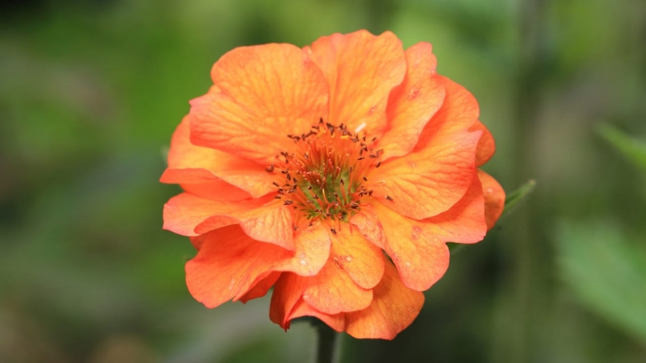 Say Goodbye to Dull Gardens: 22 Perennials That Bloom All Season Long - Geum ss2467395529