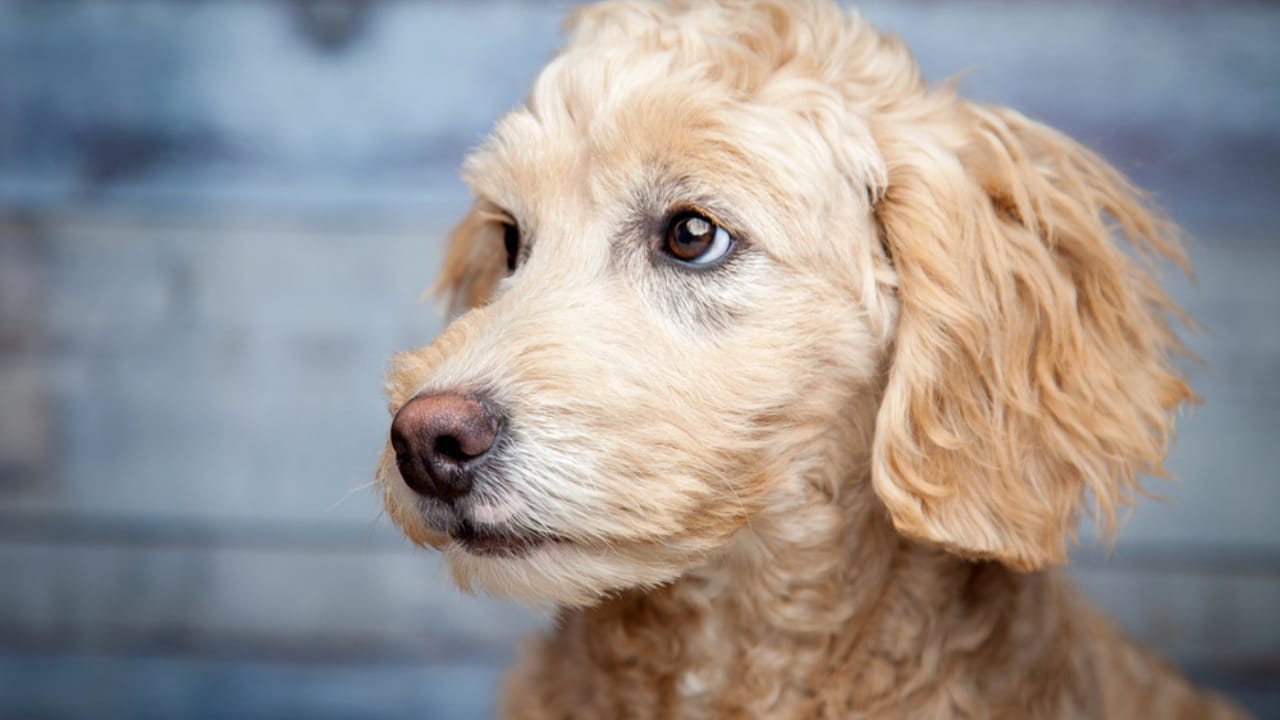 10 Goldendoodle Health Issues That Could Make You Rethink Your Decision - Golden doodle dp251308978
