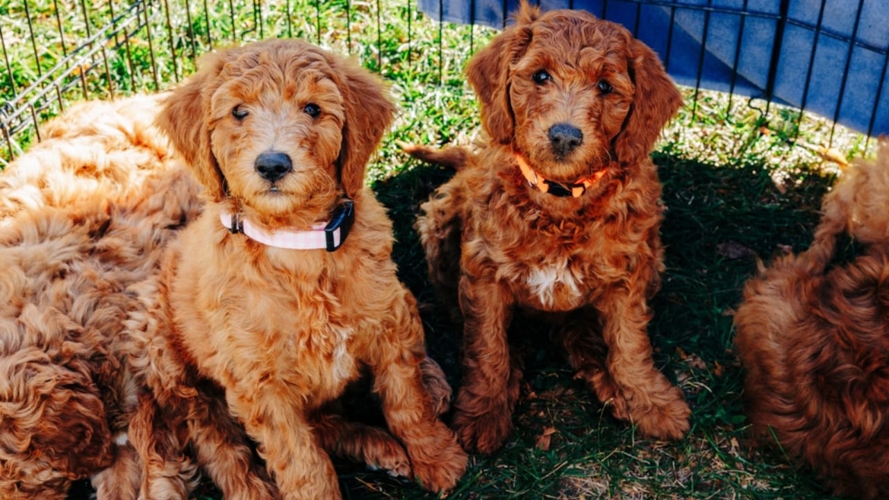 10 Goldendoodle Health Issues That Could Make You Rethink Your Decision - Goldendoodle Dog ss2441592681