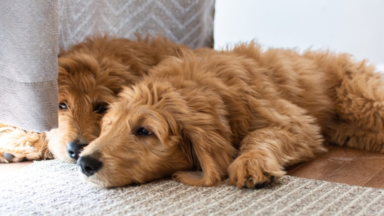 10 Goldendoodle Health Issues That Could Make You Rethink Your Decision - Goldendoodle Dog ss2447297447