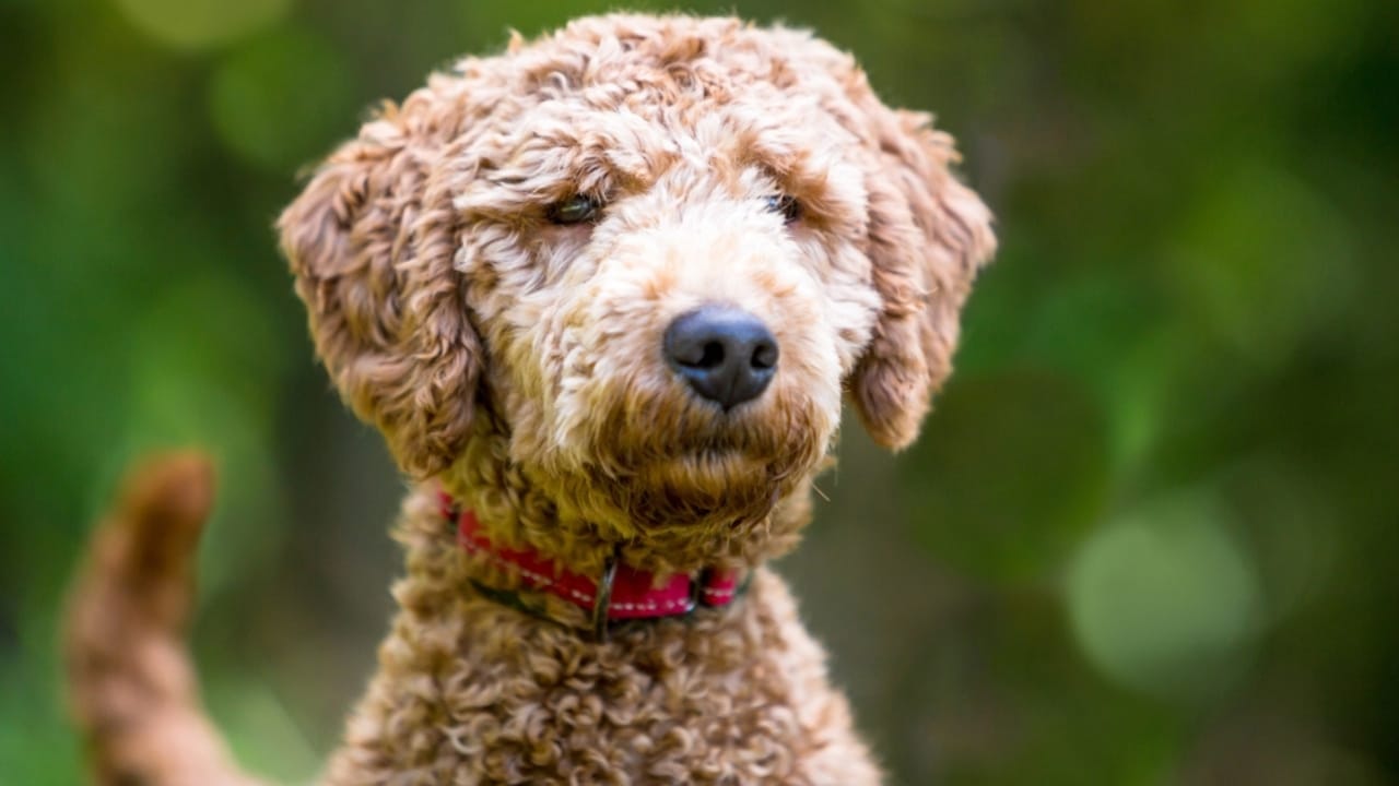 10 Goldendoodle Health Issues That Could Make You Rethink Your Decision - Goldendoodle Dog ss2469448345