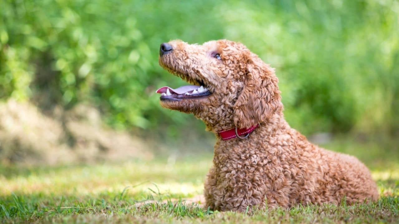 10 Goldendoodle Health Issues That Could Make You Rethink Your Decision - Goldendoodle Dog ss2475828333