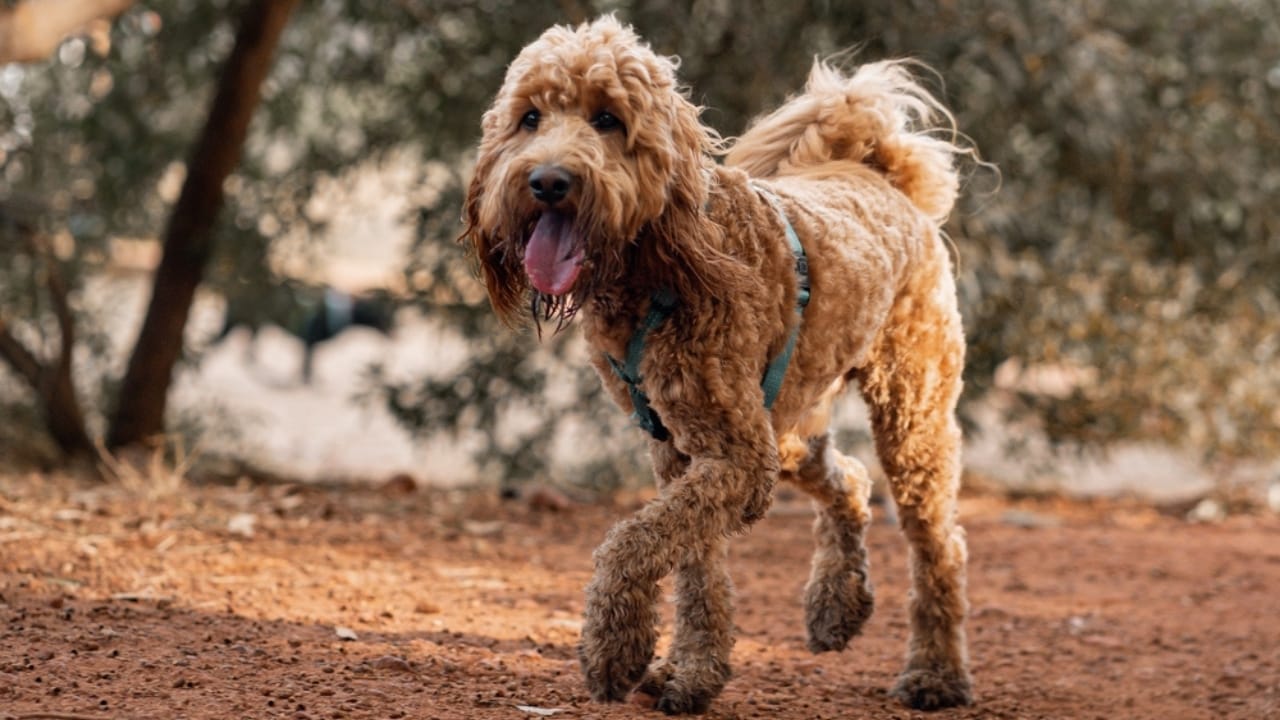 10 Goldendoodle Health Issues That Could Make You Rethink Your Decision - Goldendoodle Dog ss2486422639