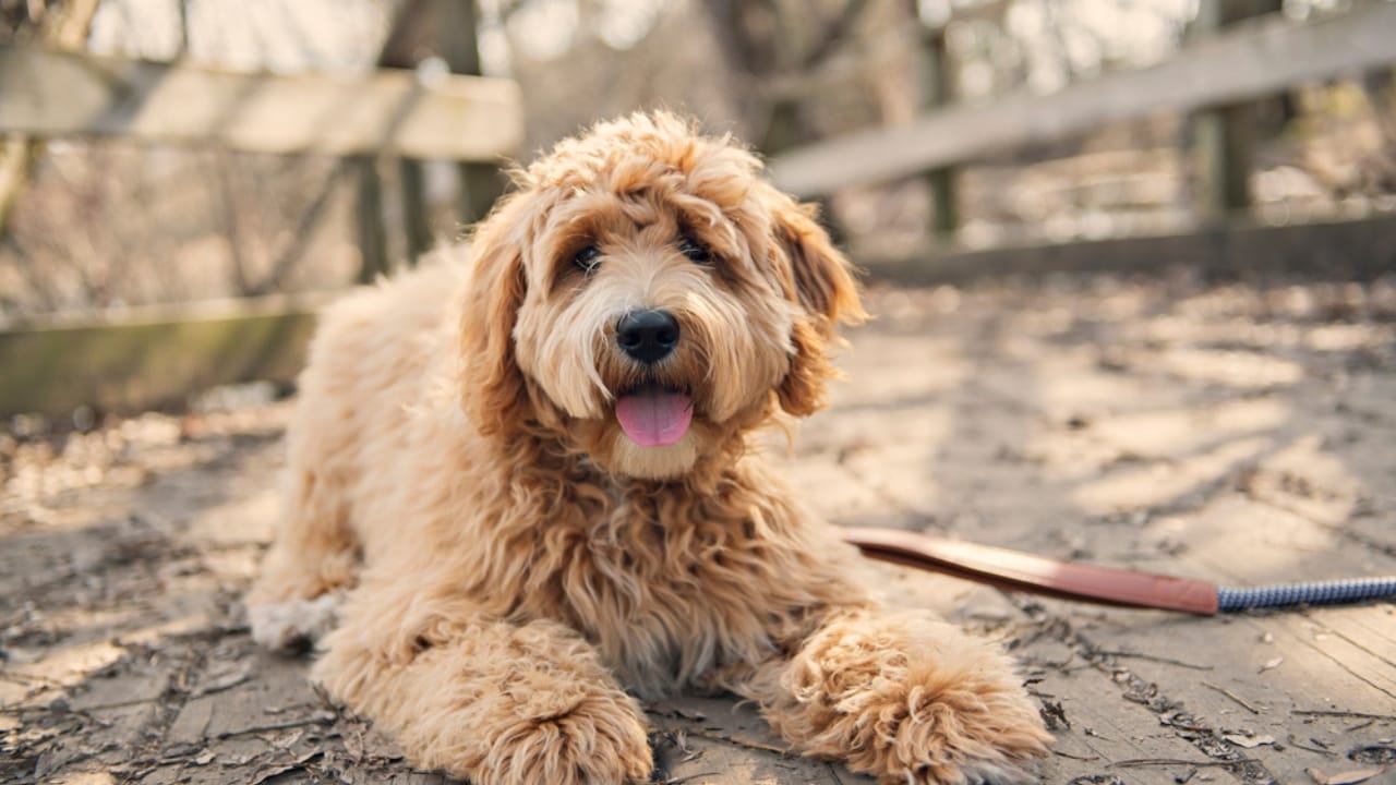 10 Goldendoodle Health Issues That Could Make You Rethink Your Decision - Goldendoodle dp422460178