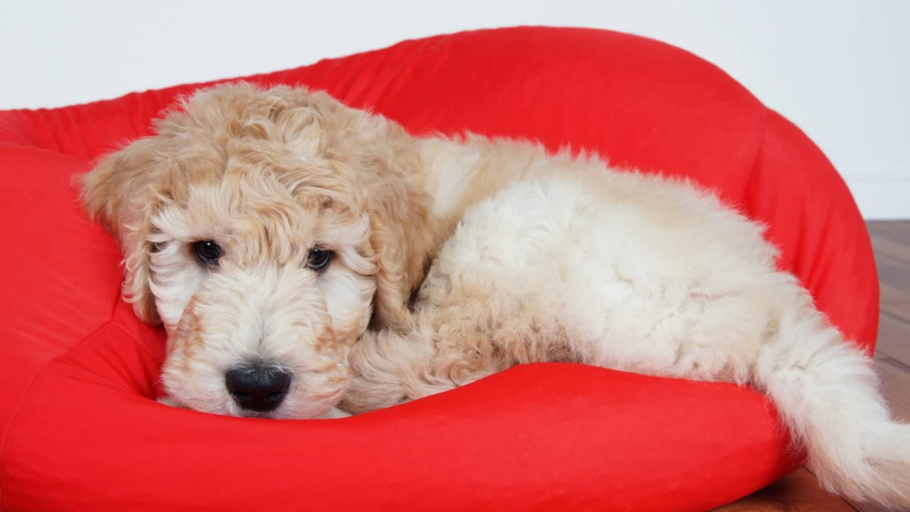 10 Goldendoodle Health Issues That Could Make You Rethink Your Decision - Goldendoodle lying on bed dp90998294