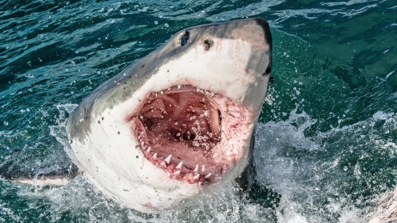 The 10 Most Dangerous Sharks Lurking in Our Oceans - Great white shark ss1609845565