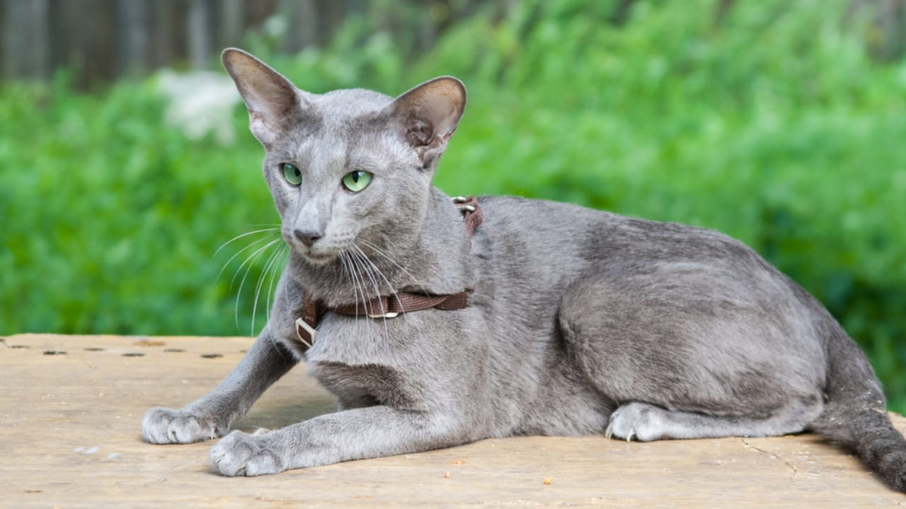 10 Irresistible Blue Cat Breeds You’ll Want in Your Home - Grey Oriental Shorthair ss295607399