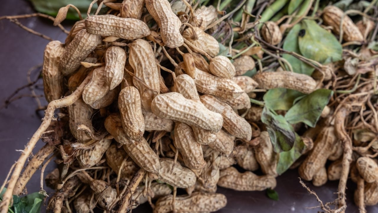 The Forgotten Superfood That Saved the Pilgrims - Groundnut ss2507070801