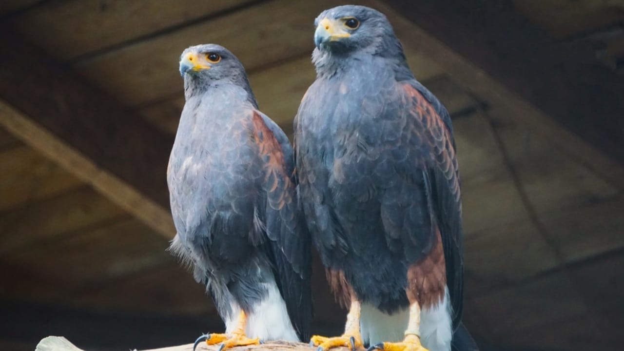 10 Stealthy Predators Hunting Hawks in the Wild - Hawk buzzards ss2424852991