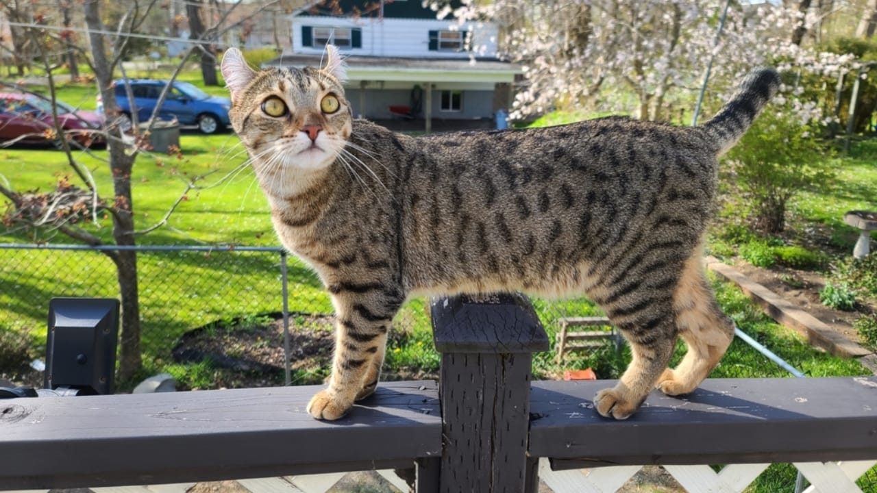 11 Adorable Cat Breeds with Bobbed & Stubby Tails - Highlander ss2159320823