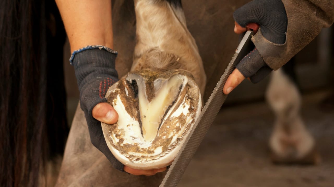 50+ Horse Terms & Slang Every Equestrian Should Know - Hoof of horse dp55401267