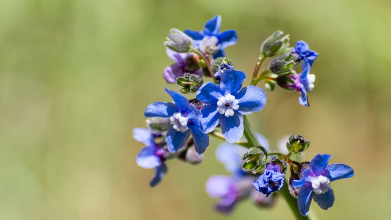 15 Beautiful but Smelly Plants That Could Be Stinking Up Your Yard - Hounds Tongue ss1729545709
