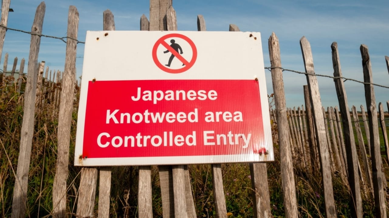 Homeowners Alert: This Invasive Plant is Destroying Property Values Across America - Japanese Knotweed area controlled entry sign ss2347797373