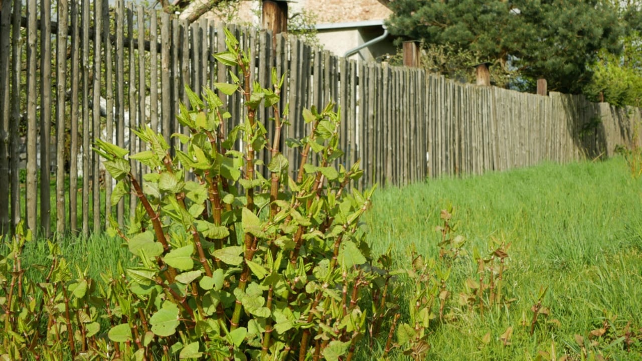 Homeowners Alert: This Invasive Plant is Destroying Property Values Across America - Japanese Knotweed ss1993556132