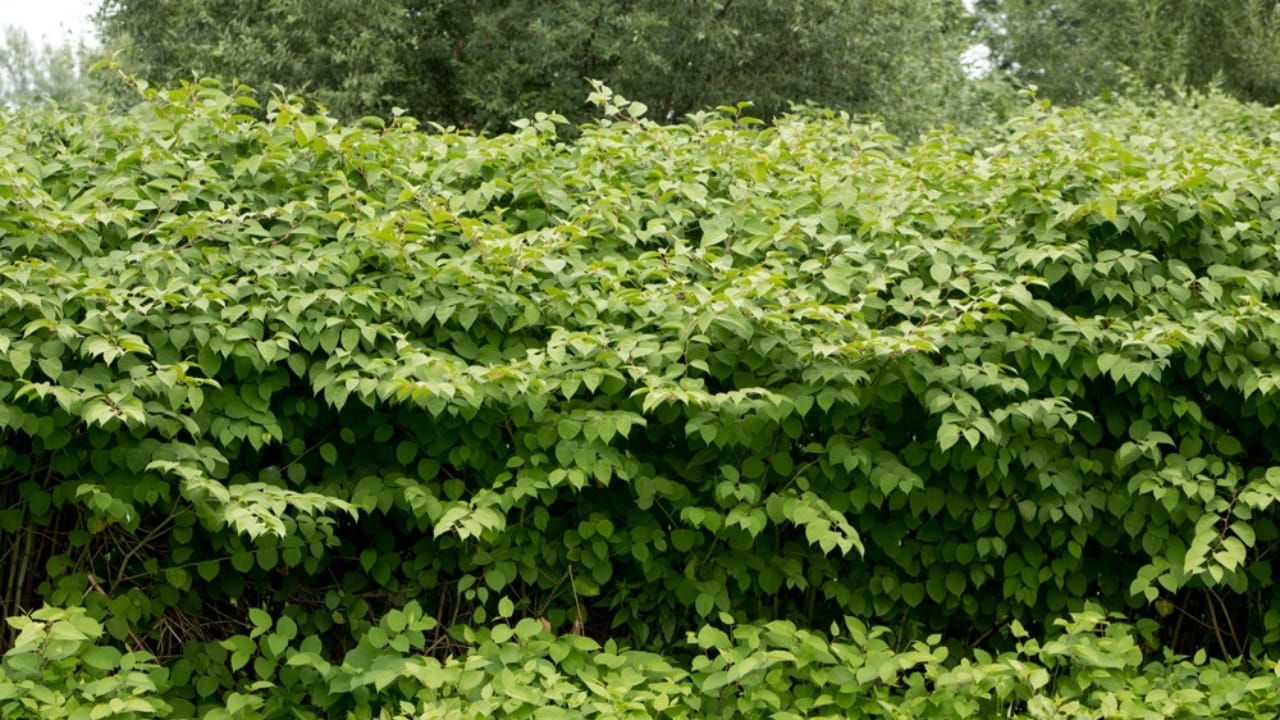 Homeowners Alert: This Invasive Plant is Destroying Property Values Across America - Japanese Knotweed ss2343218075