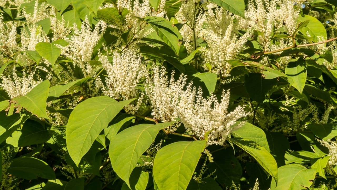 Homeowners Alert: This Invasive Plant is Destroying Property Values Across America - Japanese Knotweed ss2403193685