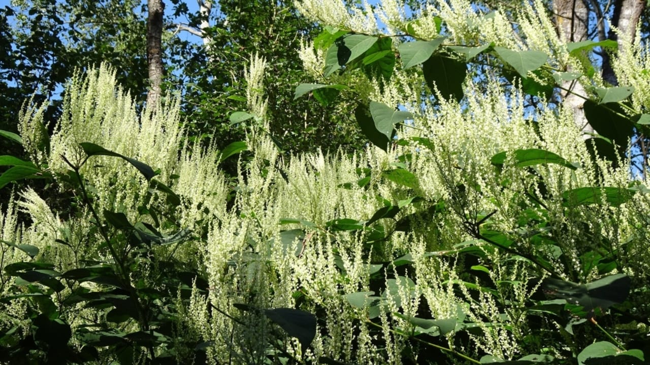 Homeowners Alert: This Invasive Plant is Destroying Property Values Across America - Japanese Knotweed ss2468945367