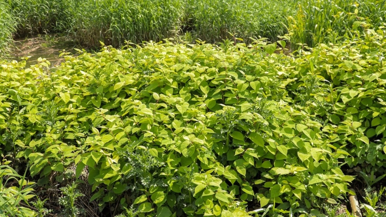 Homeowners Alert: This Invasive Plant is Destroying Property Values Across America - Japanese Knotweed ss2487633575
