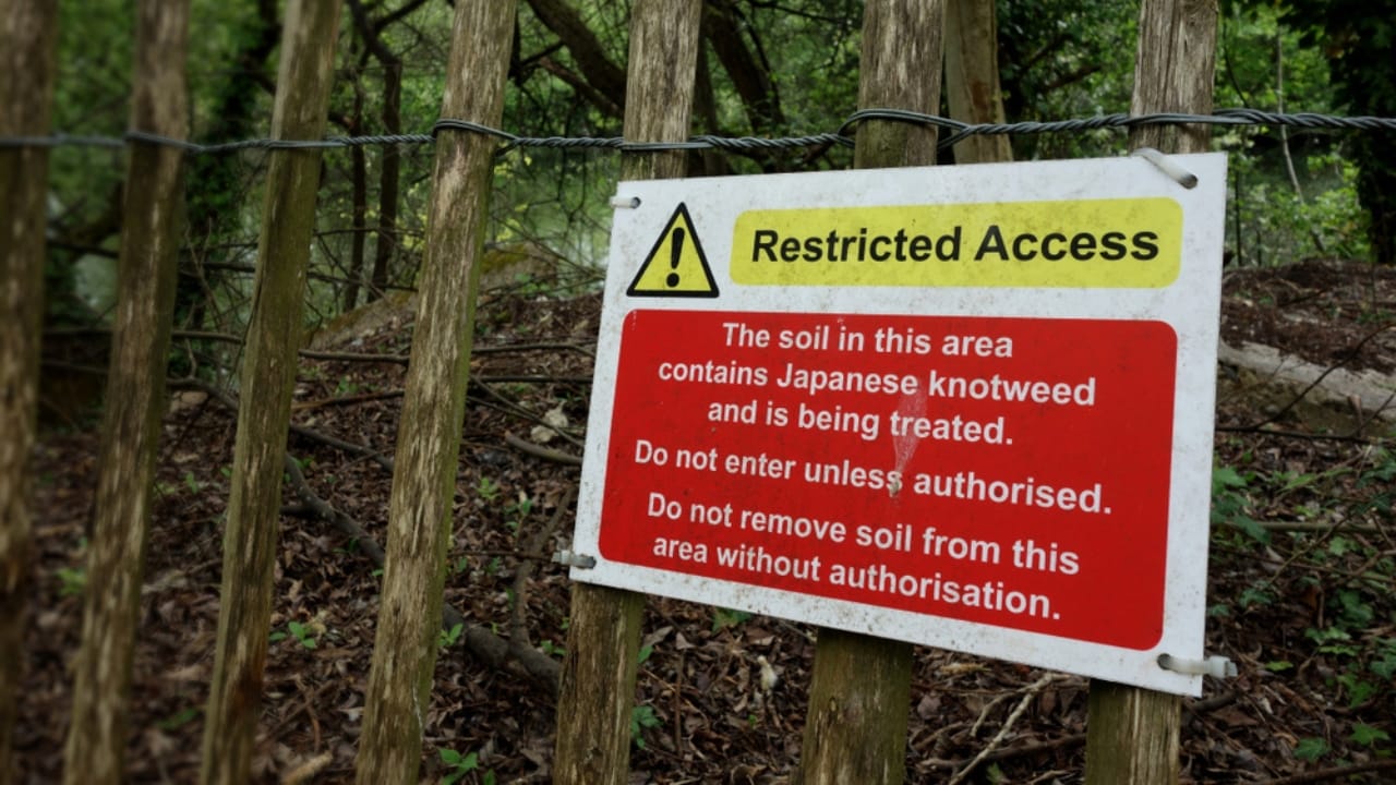 Homeowners Alert: This Invasive Plant is Destroying Property Values Across America - Japanese knotweed restricted sign ss1444543499