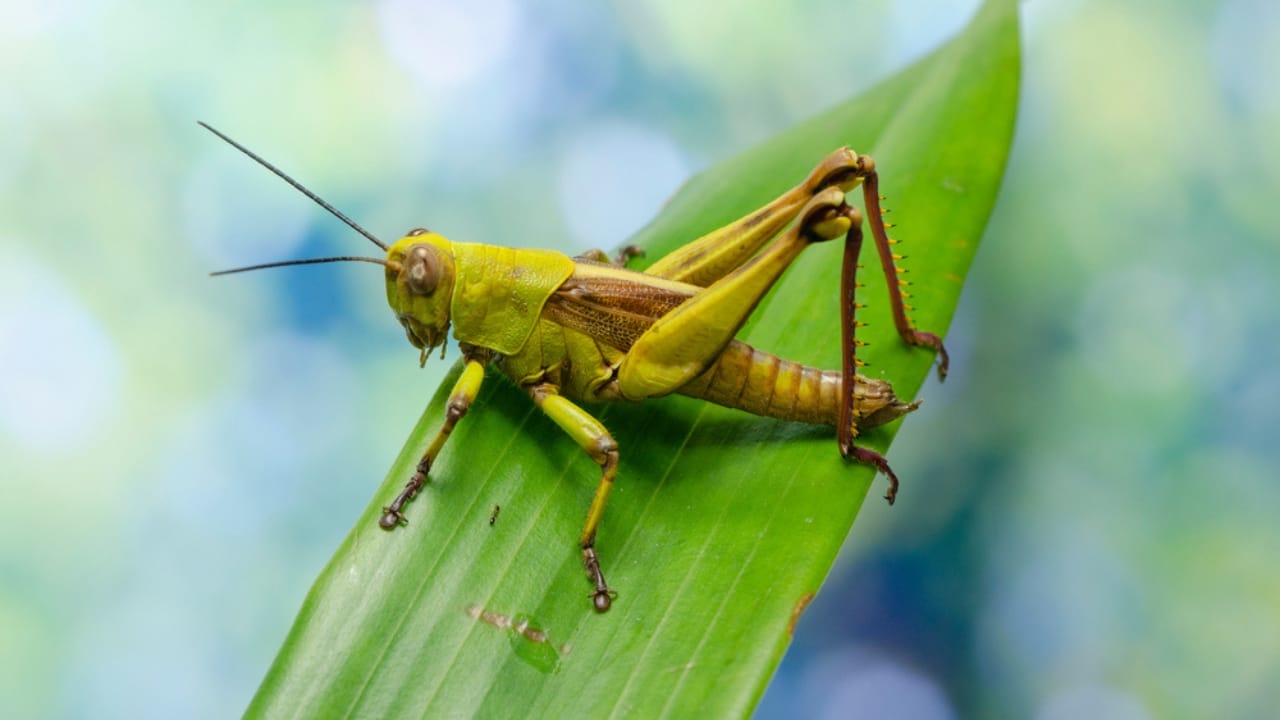 16 Animals the Bible Associates with Evil & Their Meanings - Javanese Grasshoper ss1754964905